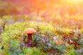 Lone Mushroom In Sunlight. Mushroom In Moss Close Up