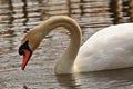 Graceful mute swan searching for food Royalty Free Stock Photo