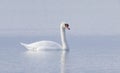 A lone Mute swan swimming on the calm waters of Lake Ontario, Canada on a cold winter morning Royalty Free Stock Photo