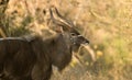 Lone Nyala Royalty Free Stock Photo