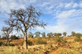 Lone Oak in California Chaparral Country Royalty Free Stock Photo