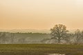 A lone oak at a country road. Royalty Free Stock Photo