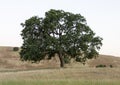 Lone Oak in a Golden Field Royalty Free Stock Photo