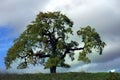 Lone Oak tree against cloudy sky