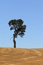 Lone oak tree in dry grass field on a hill with blue sky Royalty Free Stock Photo