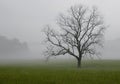 Lone oak tree in the fog, Great Smoky Mountains National Park, Tennessee Royalty Free Stock Photo