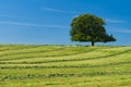 Lone oak tree grown on top of a hill Royalty Free Stock Photo