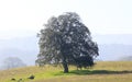 Lone Oak tree and hazy rolling landscape in early autumn morning