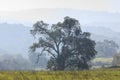 Lone Oak tree and hazy rolling landscape in early autumn morning