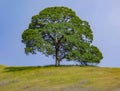 Lone Oak Tree on Hill, Cronan Ranch Royalty Free Stock Photo