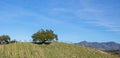 Lone oak tree on hillside in vineyard in Central California USA