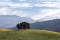 Lone Oak Tree on a Hilltop at Pleasanton Ridge Regional Park Royalty Free Stock Photo