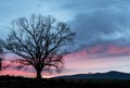 Lone oak tree silhouette beneath a pink sky. Royalty Free Stock Photo