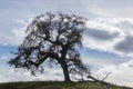 Lone Oak Tree Silhouette Standing on a Hilltop Against Cloudy Sky Royalty Free Stock Photo