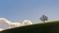 Oak tree above the clouds Royalty Free Stock Photo