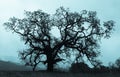 A lone oak tree stands silhouetted on a eerie fog shrouded field