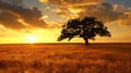 A lone oak tree stands tall in the middle of an expansive field, with golden wheat swaying gently