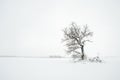 A lone oak tree in a winter field. In the background is a distant forest Royalty Free Stock Photo