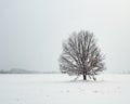 A lone oak tree in a winter field. In the background is a distant forest Royalty Free Stock Photo