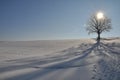 Lone Oak in winter Royalty Free Stock Photo