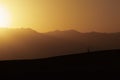 Lone Ocotillo during Sunset