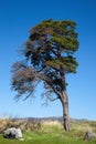 Lone old tree Royalty Free Stock Photo