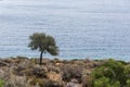 Lone olive tree by the sea Royalty Free Stock Photo