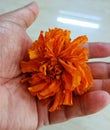 A lone orange marigold flower being held in a palm