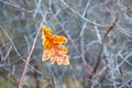 A lone orange oak leaf on a tree branch in the autumn_ Royalty Free Stock Photo