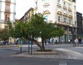 An orange tree in the city center of Granada, Andalusia, Spain, Espana