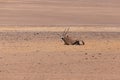 Lone oryx lying down in the sand in an arid and mountainous desertscape