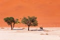 Lone oryx standing in the shade of a lone tree near Deadvlei Royalty Free Stock Photo