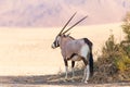 Lone oryx standing in the shade next to an arid and mountainous desertscape Royalty Free Stock Photo