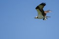 Lone Osprey Carrying a Fish While Flying in a Blue Sky