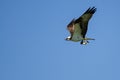 Lone Osprey Carrying a Fish While Flying in a Blue Sky