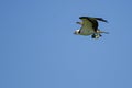 Lone Osprey Carrying a Fish While Flying in a Blue Sky