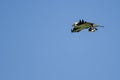 Lone Osprey Carrying a Fish While Flying in a Blue Sky Royalty Free Stock Photo