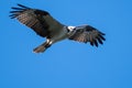 Lone Osprey Flying in a Blue Sky While Making Direct Eye Contact Royalty Free Stock Photo