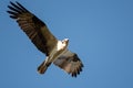 Lone Osprey Flying in a Blue Sky While Making Direct Eye Contact Royalty Free Stock Photo