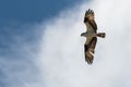 Lone Osprey Flying in a Cloudy Blue Sky Royalty Free Stock Photo