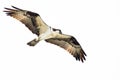 Lone Osprey Hunting on the Wing on a White Background Royalty Free Stock Photo
