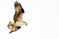 Lone Osprey Hunting on the Wing on a White Background Royalty Free Stock Photo