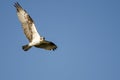 Lone Osprey Making Direct Eye Contact While Flying in Blue Sky Royalty Free Stock Photo