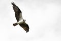 Lone Osprey Making Direct Eye Contact While Flying in a Blue Sky Royalty Free Stock Photo