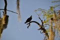 Lone Osprey (Pandion haliaetus) perched on thick tree branch Royalty Free Stock Photo