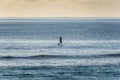 Lone paddle boarder on a calm sea in the afternoon Royalty Free Stock Photo