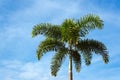 Lone palm on a background of blue sky Royalty Free Stock Photo