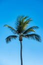 Lone palm tree against the bright blue Florida sky. Royalty Free Stock Photo