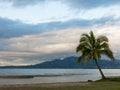 Lone Palm tree on a beach on cloudy day, Fiji