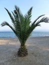 A lone palm tree on the beach